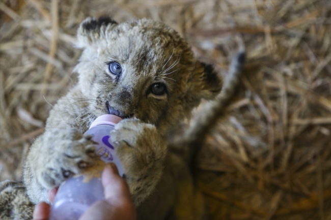 Türkiye'nin ilk aslan parkı ziyaretçilerini bekliyor